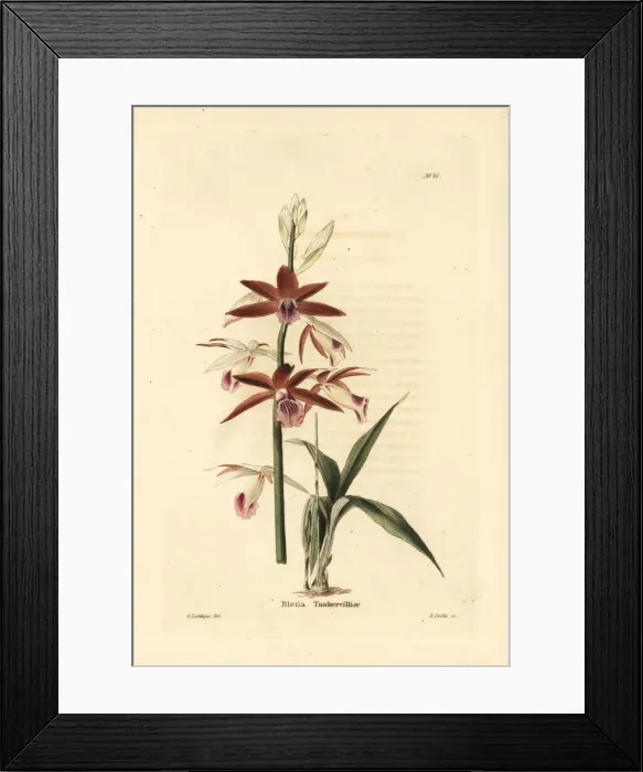 Framed Print : Greater swamp-orchid, Phaius tankervilleae. Endangered Framed Print : Greater swamp-orchid, Phaius tankervilleae. Endangered