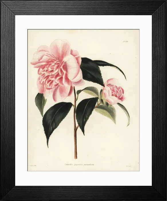 Framed Print : Camellia variety, Camellia japonica paeonaeflora