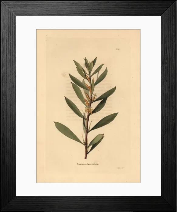 Framed Print : Geebung or snottygobby, Persoonia lanceolata Framed Print : Geebung or snottygobby, Persoonia lanceolata