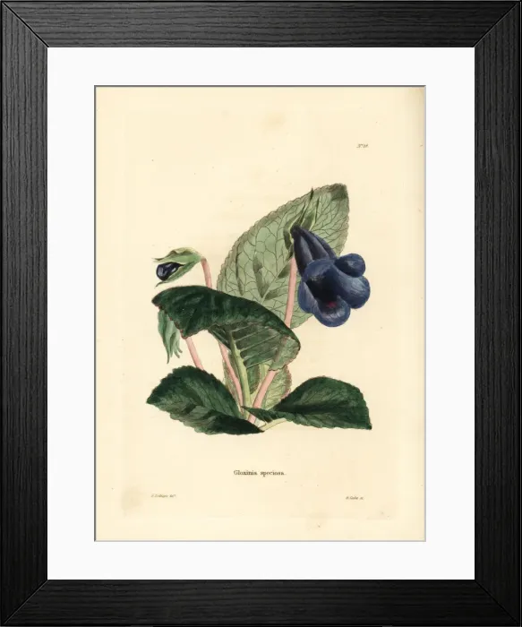 Framed Print : Gloxinia, Sinningia speciosa Framed Print : Gloxinia, Sinningia speciosa