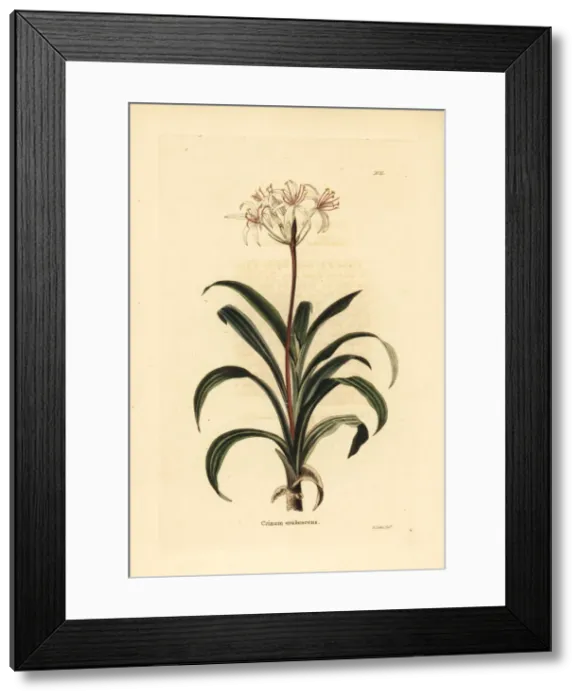 Framed Print : Swamp lily, Crinum erubescens Framed Print : Swamp lily, Crinum erubescens