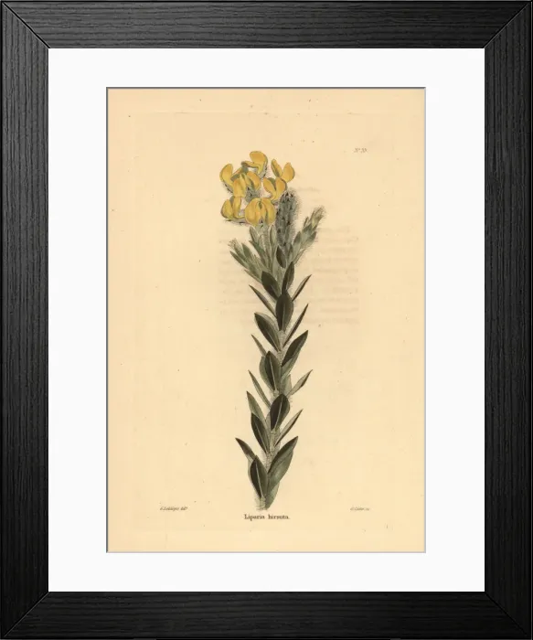 Framed Print : Liparia hirsuta Framed Print : Liparia hirsuta
