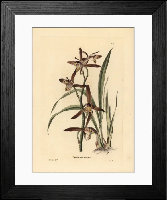 Framed Print : Chinese cymbidium orchid, Cymbidium sinense Framed Print : Chinese cymbidium orchid, Cymbidium sinense