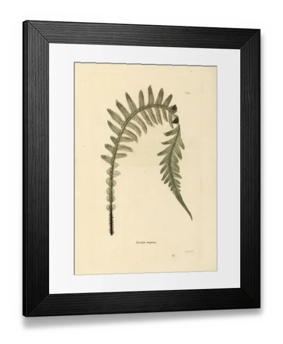 Framed Print : Prickly rasp fern, Doodia aspera Framed Print : Prickly rasp fern, Doodia aspera
