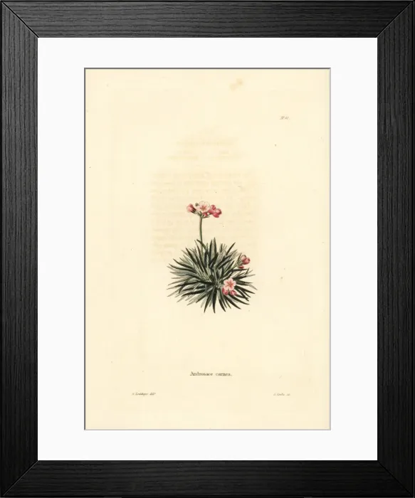 Framed Print : Rock jasmine, Androsace laggeri Framed Print : Rock jasmine, Androsace laggeri