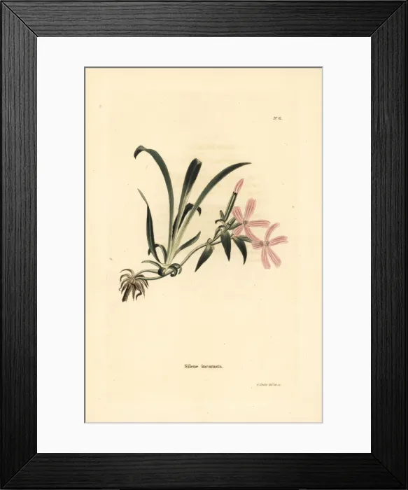 Framed Print : American wild pink, Silene caroliniana subsp. pensylvanica Framed Print : American wild pink, Silene caroliniana subsp. pensylvanica