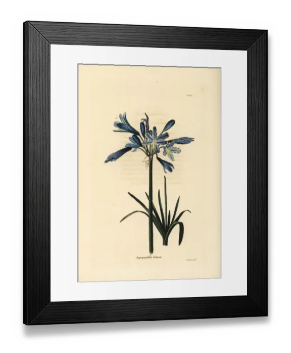 Framed Print : African lily, Agapanthus africanus Framed Print : African lily, Agapanthus africanus