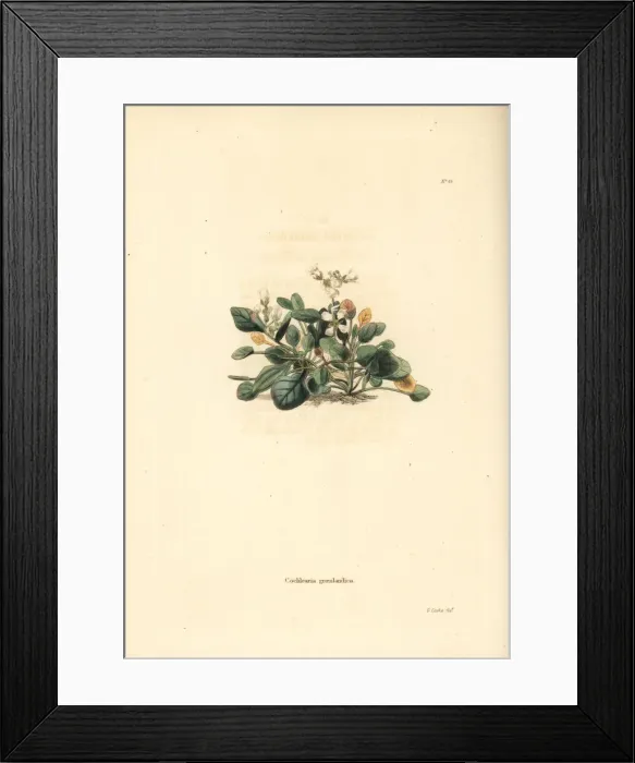 Framed Print : Greenland scurvy grass, Cochlearia groenlandica Framed Print : Greenland scurvy grass, Cochlearia groenlandica