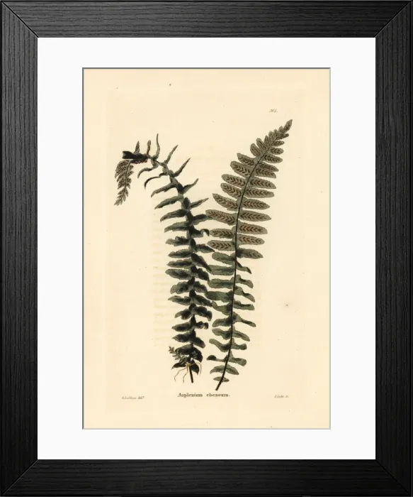 Framed Print : Ebony spleenwort fern, Asplenium platyneuron Framed Print : Ebony spleenwort fern, Asplenium platyneuron