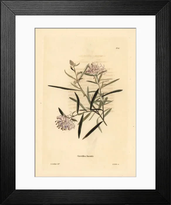 Framed Print : Spider flower, Grevillea linearifolia Framed Print : Spider flower, Grevillea linearifolia