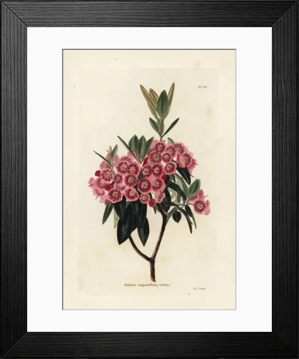 Framed Print : Sheep laurel, Kalmia angustifolia Framed Print : Sheep laurel, Kalmia angustifolia