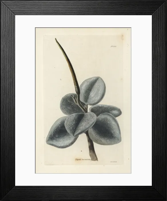 Framed Print : Felted peperomia, Peperomia incana Framed Print : Felted peperomia, Peperomia incana