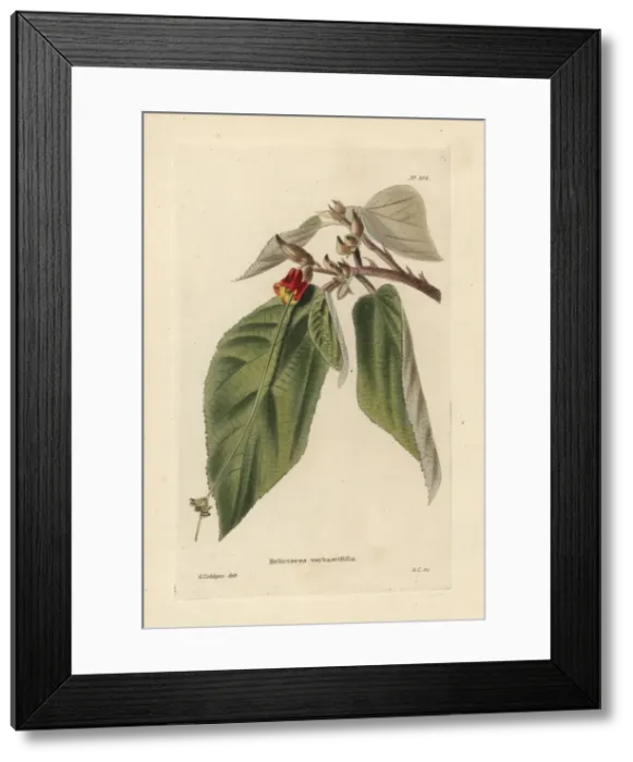 Framed Print : Helicteres ovata Framed Print : Helicteres ovata