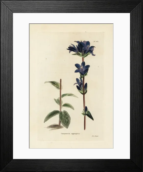 Framed Print : Clustered bellflower, Campanula glomerata Framed Print : Clustered bellflower, Campanula glomerata