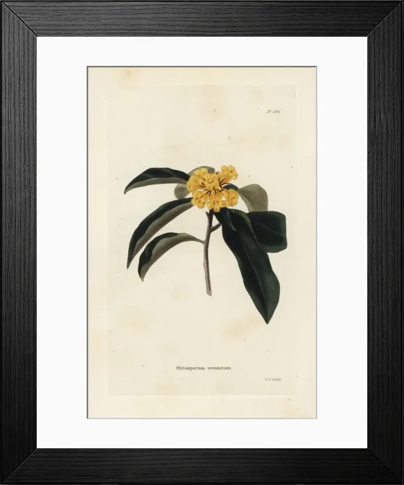Framed Print : Wild yellow jasmine or rough-fruited pittosporum Framed Print : Wild yellow jasmine or rough-fruited pittosporum
