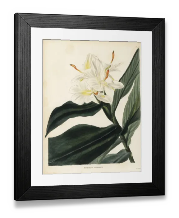 Framed Print : White garland-lily or white ginger lily, Hedychium