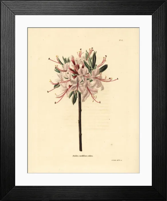 Framed Print : Pink azalea, Azalea nudiflora rubra Framed Print : Pink azalea, Azalea nudiflora rubra