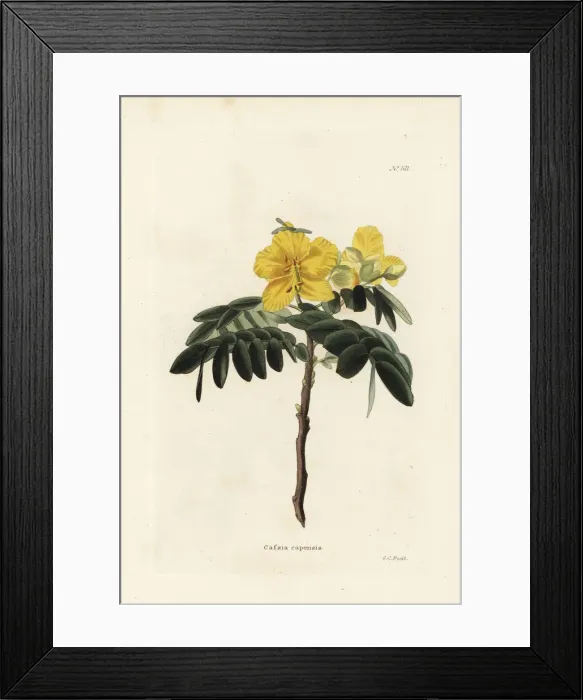 Framed Print : Chamaecrista capensis Framed Print : Chamaecrista capensis
