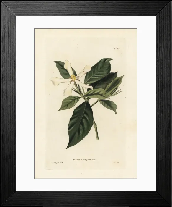 Framed Print : Cape jessamine or cape jasmine, Gardenia angustifolia Framed Print : Cape jessamine or cape jasmine, Gardenia angustifolia