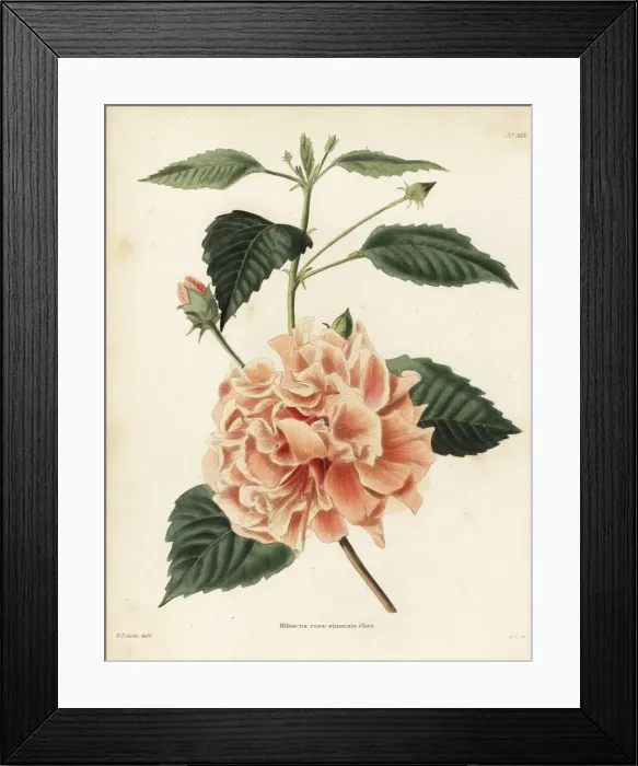 Framed Print : Chinese hibiscus, Hibiscus rosa-sinensis flava Framed Print : Chinese hibiscus, Hibiscus rosa-sinensis flava