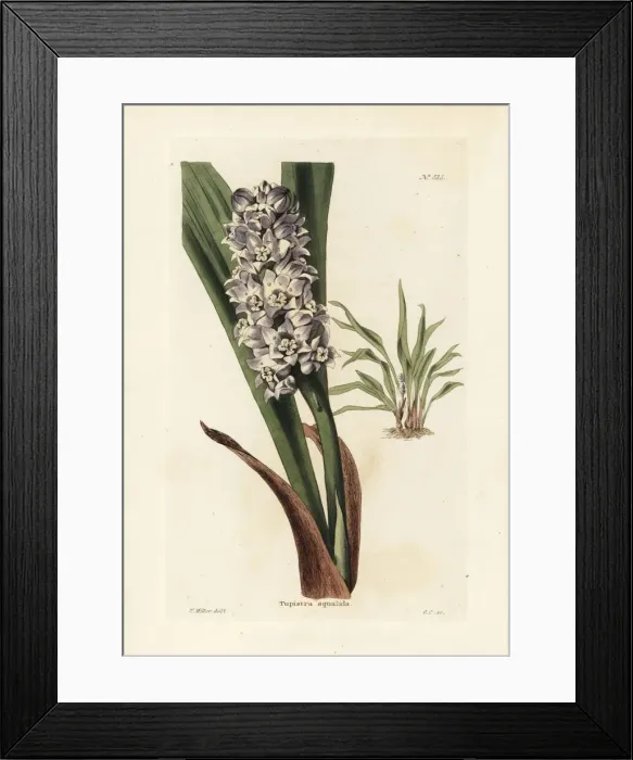 Framed Print : Tupistra squalida Framed Print : Tupistra squalida