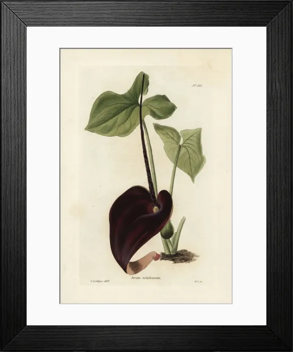 Framed Print : Typhonium trilobatum Framed Print : Typhonium trilobatum