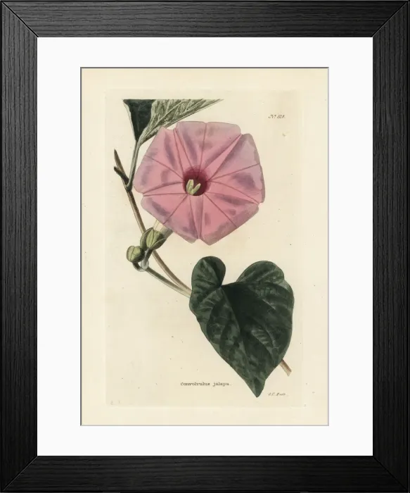 Framed Print : Jalap, Ipomoea jalapa Framed Print : Jalap, Ipomoea jalapa