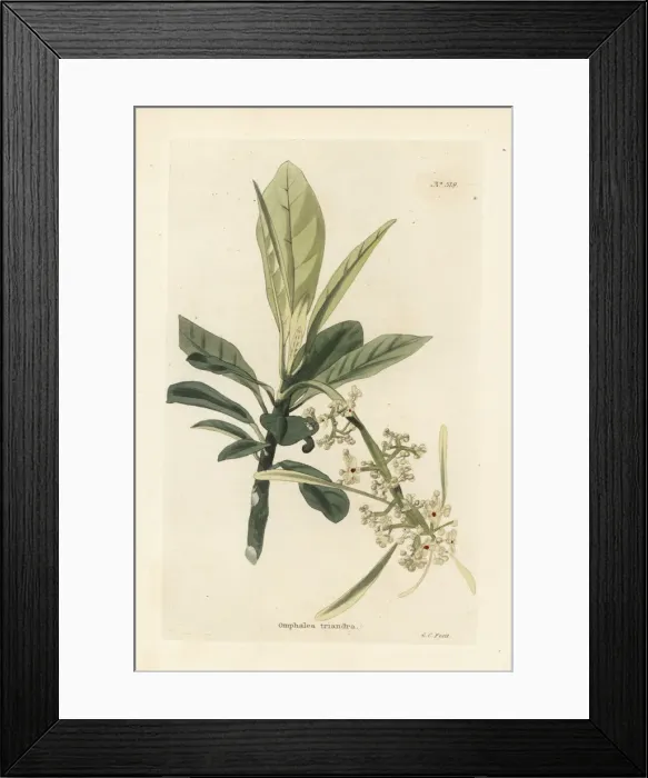 Framed Print : Omphalea triandra Framed Print : Omphalea triandra