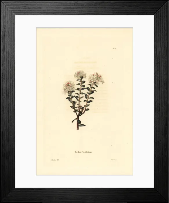 Framed Print : Sandmyrtle, Kalmia buxifolia Framed Print : Sandmyrtle, Kalmia buxifolia