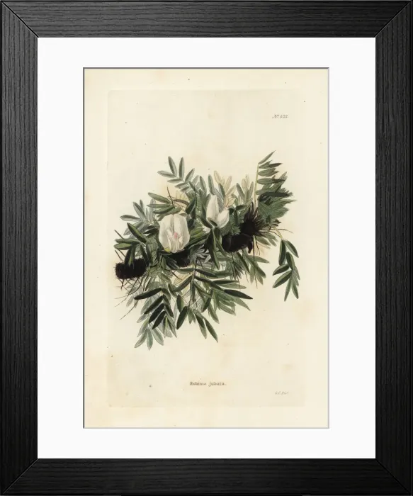 Framed Print : Caragana jubata Framed Print : Caragana jubata