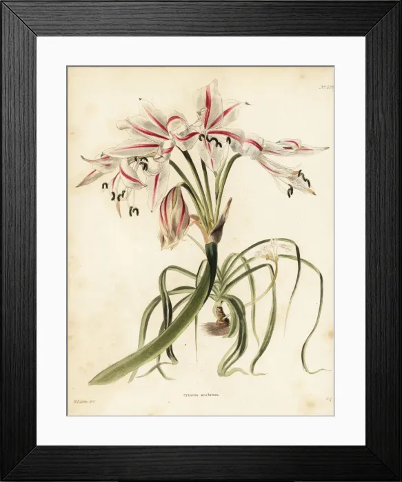 Framed Print : Crinum ornatum Framed Print : Crinum ornatum