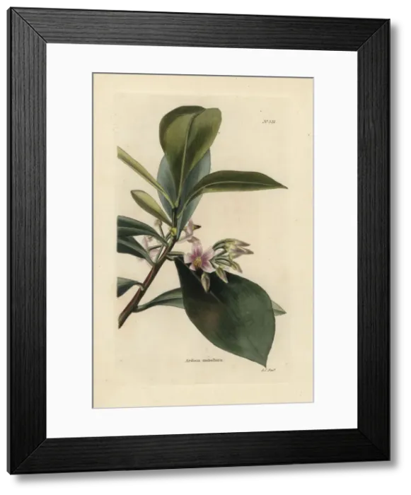 Framed Print : Shoebutton ardisia, Ardisia elliptica Framed Print : Shoebutton ardisia, Ardisia elliptica