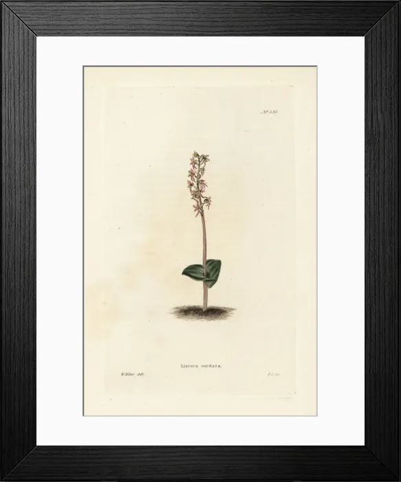 Framed Print : Lesser twayblade orchid, Neottia cordata Framed Print : Lesser twayblade orchid, Neottia cordata