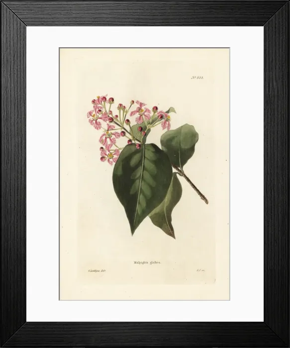 Framed Print : Malpighia glabra Framed Print : Malpighia glabra