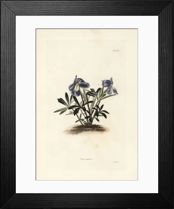 Framed Print : Birdsfoot violet, Viola pedata