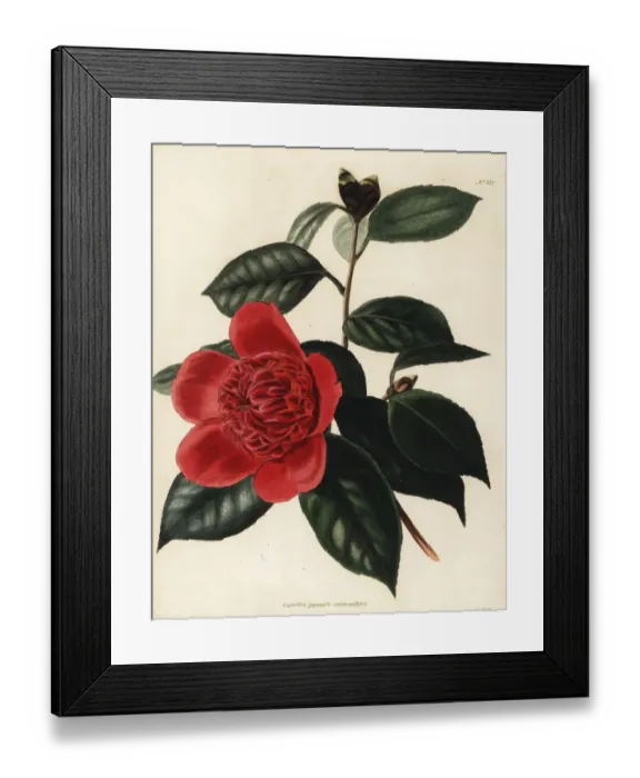 Framed Print : Camellia japonica anemoniflora Framed Print : Camellia japonica anemoniflora