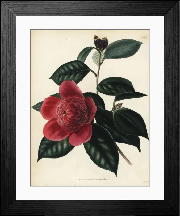 Framed Print : Camellia japonica anemoniflora cultivar Framed Print : Camellia japonica anemoniflora cultivar