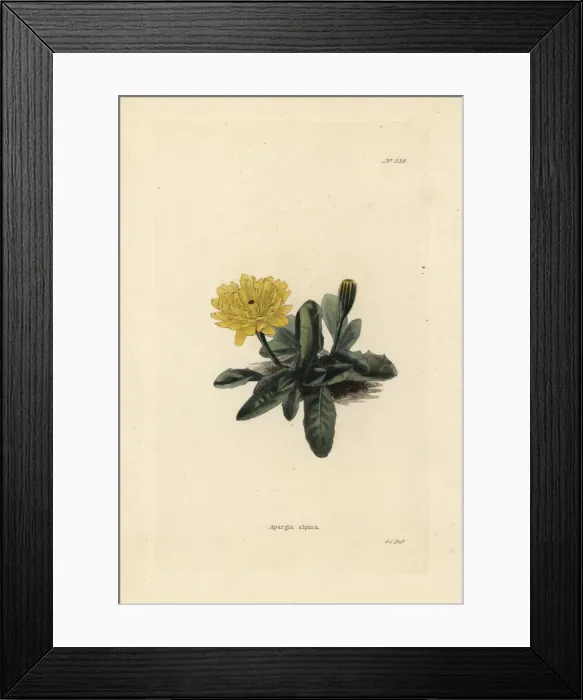 Framed Print : Scorzoneroides pyrenaica Framed Print : Scorzoneroides pyrenaica
