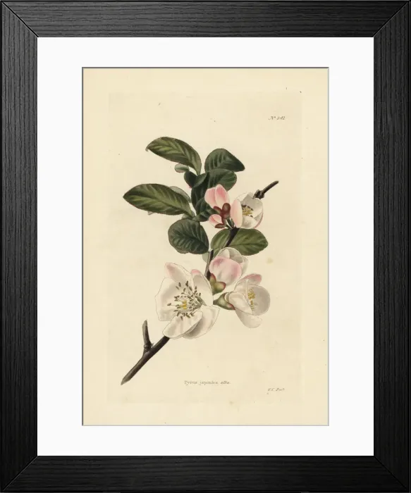 Framed Print : Japanese quince blossom, Chaenomeles japonica