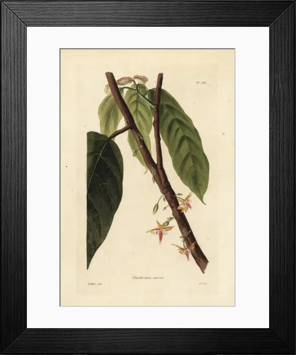 Framed Print : Cacao or cocoa tree, Theobroma cacao Framed Print : Cacao or cocoa tree, Theobroma cacao