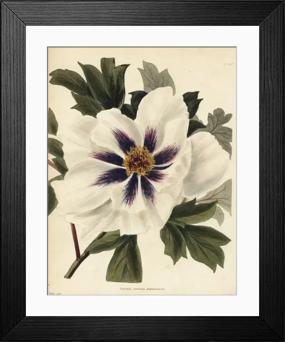 Framed Print : Peony cultivar, Paeonia x suffruticosa Framed Print : Peony cultivar, Paeonia x suffruticosa