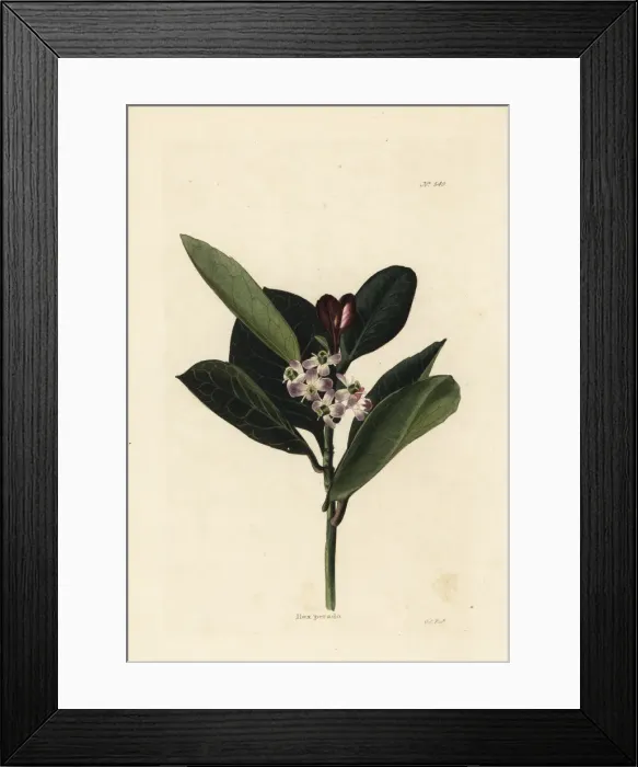 Framed Print : Evergreen holly, Ilex perado Framed Print : Evergreen holly, Ilex perado