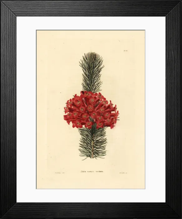 Framed Print : Tril heath, Erica vestita coccinea Framed Print : Tril heath, Erica vestita coccinea