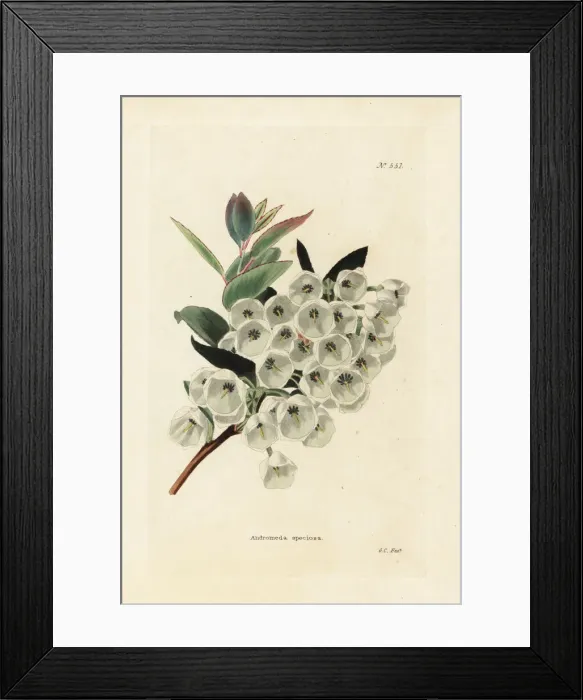 Framed Print : Fetterbush, Eubotrys racemosa Framed Print : Fetterbush, Eubotrys racemosa
