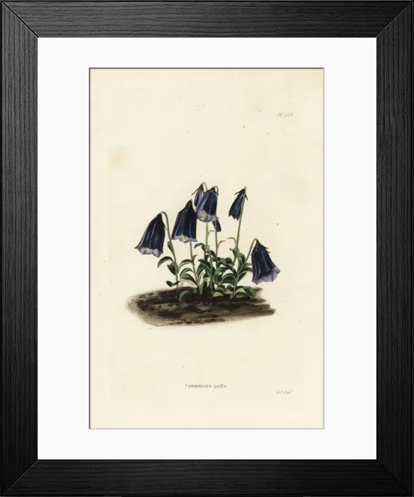 Framed Print : Bellflower, Campanula pulla Framed Print : Bellflower, Campanula pulla