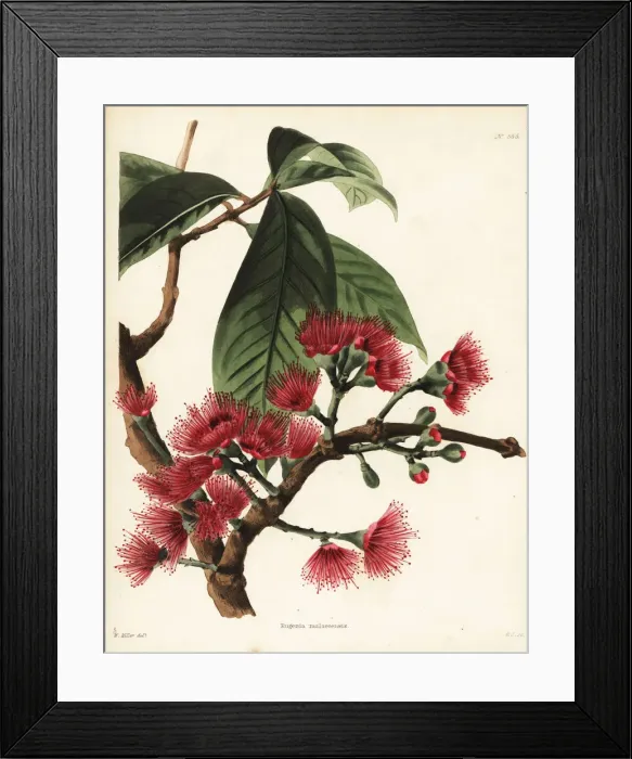 Framed Print : Malay rose apple, Syzygium malaccense Framed Print : Malay rose apple, Syzygium malaccense