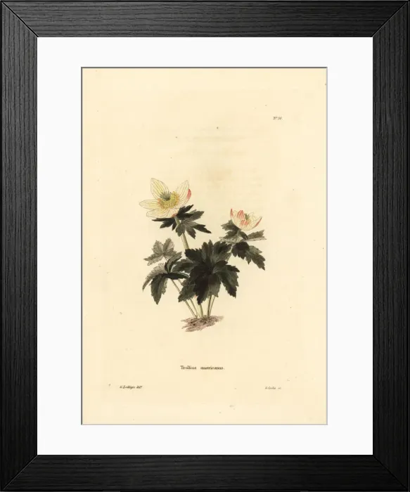 Framed Print : American globeflower, Trollius laxus Framed Print : American globeflower, Trollius laxus