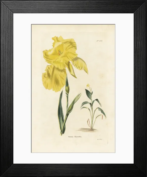Framed Print : Canna flaccida Framed Print : Canna flaccida