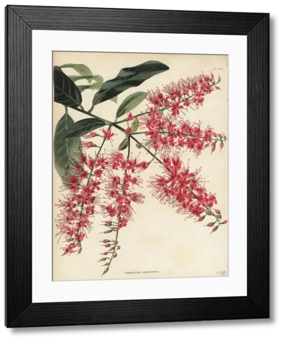 Framed Print : Bushwillow, Combretum coccineum Framed Print : Bushwillow, Combretum coccineum