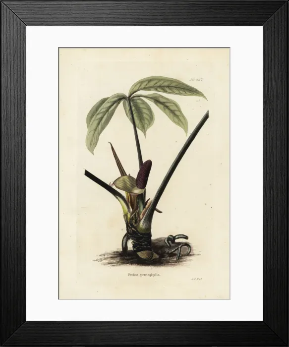 Framed Print : Anthurium palmatum Framed Print : Anthurium palmatum